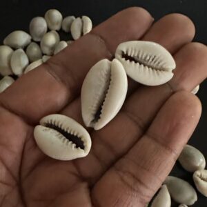 Natural Cowries